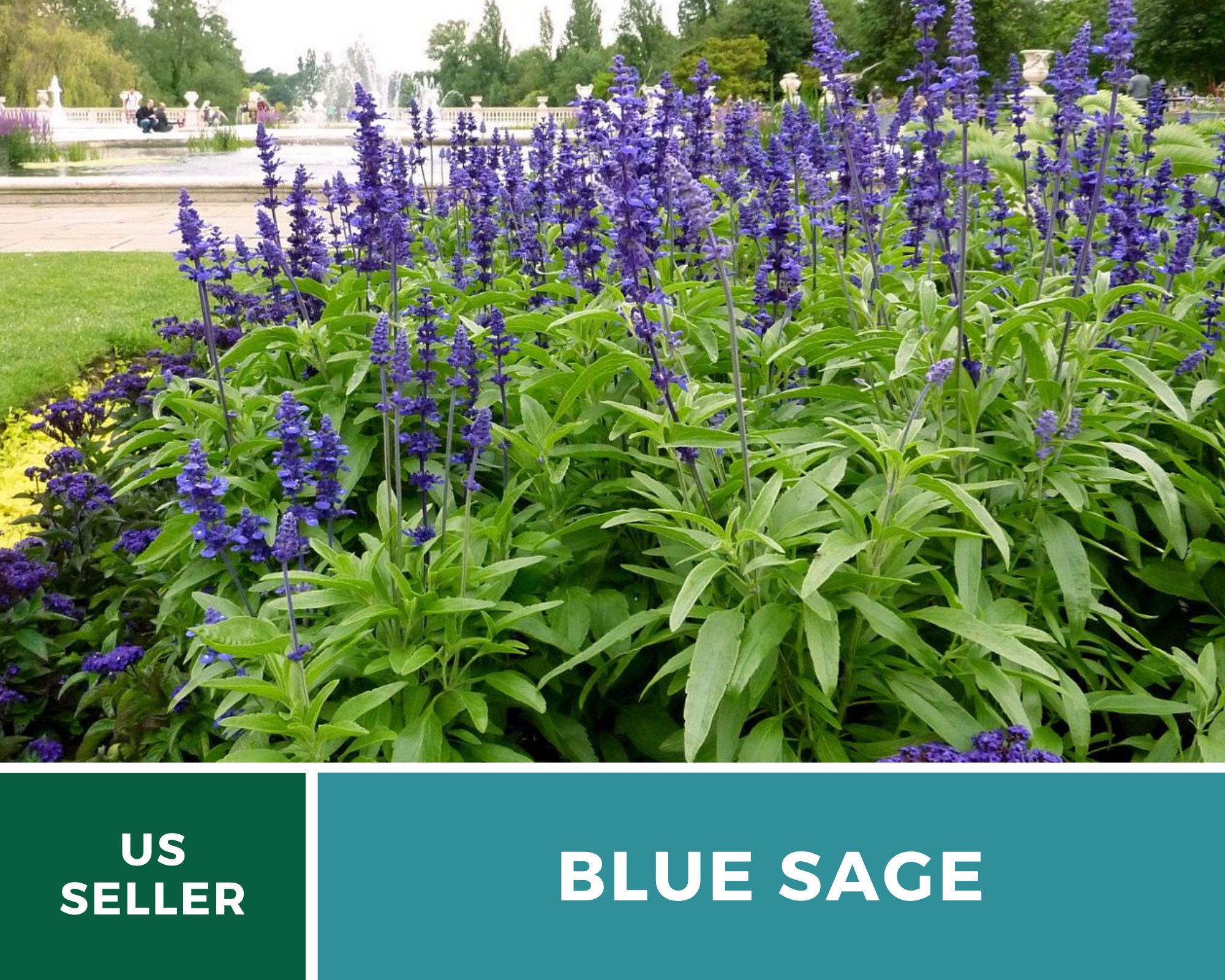 sage blue mealy sage heirloom seeds open pollinated - etsy.de