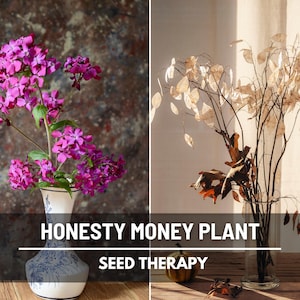 Money Plant Seeds (Honesty) – Heirloom, Prosperity and Abundance Symbol, Unique Flower for Gardens (Lunaria biennis) | 20 Seeds