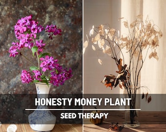 Money Plant Seeds (Honesty) – Heirloom, Prosperity and Abundance Symbol, Unique Flower for Gardens (Lunaria biennis) | 20 Seeds