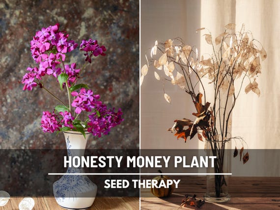 Money Plant Seeds (Honesty) – Heirloom, Prosperity and Abundance Symbol, Unique Flower for Gardens (Lunaria biennis) | 20 Seeds