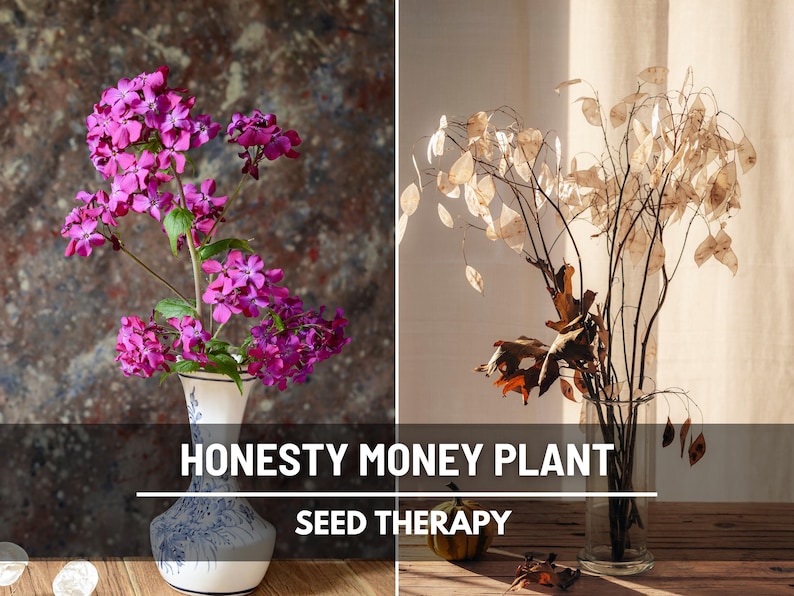 Money Plant Seeds (Honesty) – Heirloom, Prosperity and Abundance Symbol, Unique Flower for Gardens (Lunaria biennis) | 20 Seeds bild 1