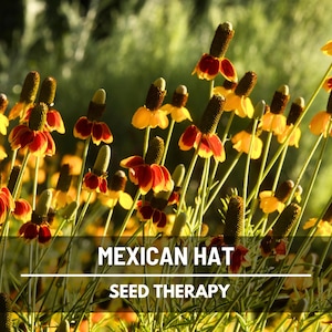 Mexican Hat Seeds – Heirloom Flower, Prairie Coneflower, Wildflower, Drought Tolerant, Pollinators (Ratibida columnifera) | 100 Seeds