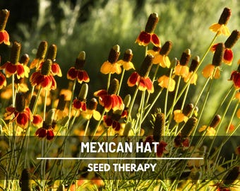 Mexican Hat Seeds – Heirloom Flower, Prairie Coneflower, Wildflower, Drought Tolerant, Pollinators (Ratibida columnifera) | 100 Seeds