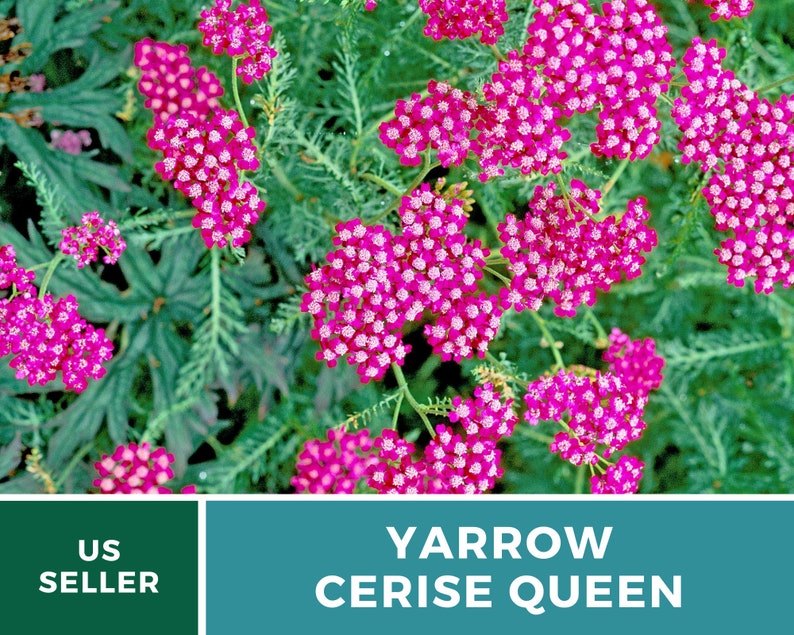 Yarrow, Cerise Queen 50 Seeds Heirloom Flower, Vibrant cerise-pink blooms, Attracts pollinators Achillea millefolium image 5