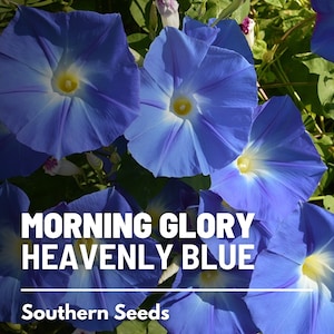 Morning Glory, Heavenly Blue 50 Seeds Heirloom Vine Brilliant Blue Blooms Ipomoea tricolor image 1