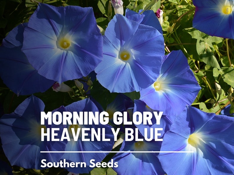 Morning Glory, Heavenly Blue 50 Seeds Heirloom Vine Brilliant Blue Blooms Ipomoea tricolor image 1