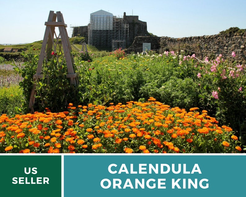 Calendula, Orange King 100 Seeds Heirloom Culinary & Medicinal Flower Non-GMO Calendula officinalis image 6