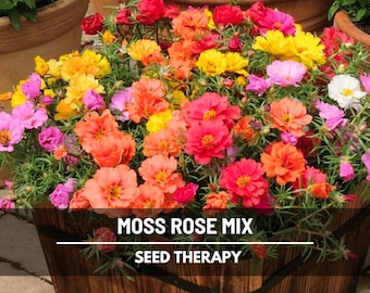 Moss Rose Mix Seeds – Heirloom Drought Tolerant Ground Cover & Colorful Succulent Flowers for Rock Gardens and Gifts | 250 Seeds