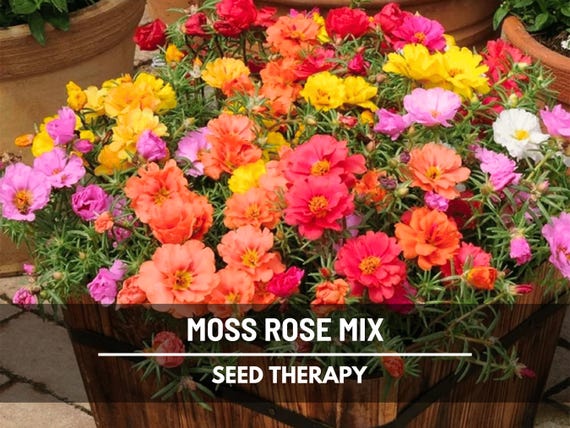 Moss Rose Mix Seeds – Heirloom Drought Tolerant Ground Cover & Colorful Succulent Flowers for Rock Gardens and Gifts | 250 Seeds