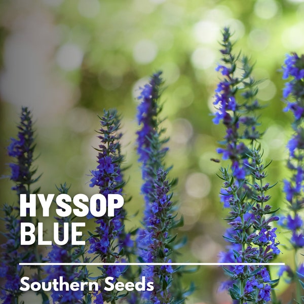 Hyssop, Blue - 200 Seeds - Heirloom Flower - Culinary & Medicinal Herb (Hyssopus officinalis)