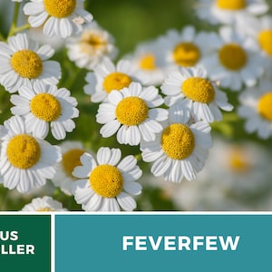 May include: Close-up of white feverfew flowers with yellow centres. The flowers are in bloom and have a delicate appearance.