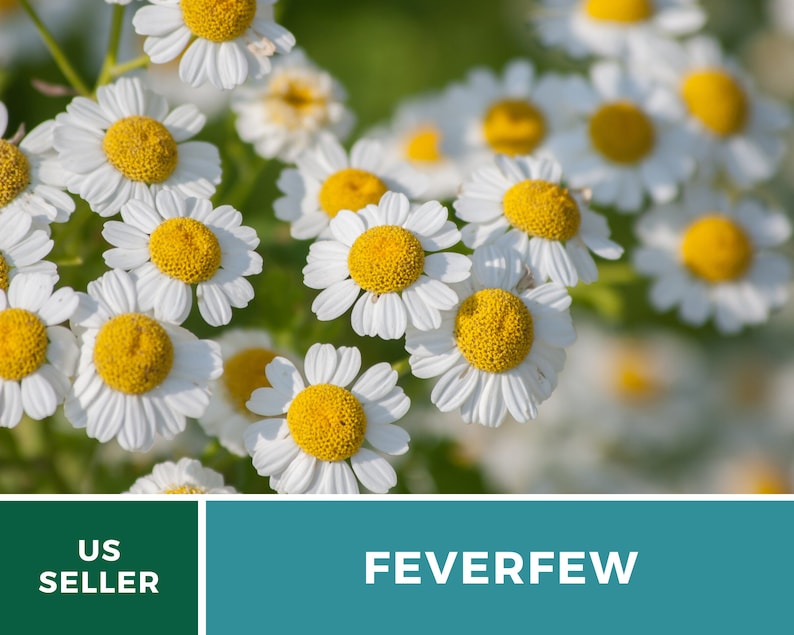 May include: Close-up of white feverfew flowers with yellow centres. The flowers are in bloom and have a delicate appearance.