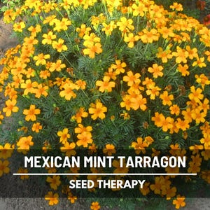 Mexican Mint Tarragon Seeds – Heirloom Herb, Aromatic and Easy to Grow, French Tarragon Taste | 50 Seeds