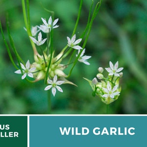 Garlic, Wild 25 Seeds Heirloom Vegetable Wild and Robust Flavor Allium canadense image 5