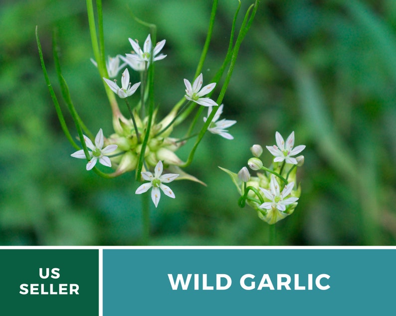 Garlic, Wild 25 Seeds Heirloom Vegetable Wild and Robust Flavor Allium canadense image 5