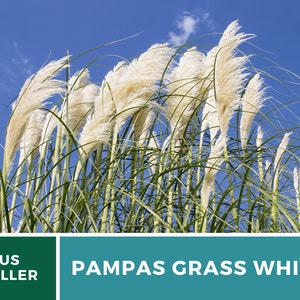 Pampas Grass, White 100 Seeds Heirloom Ornamental Grass Elegant and Airy White Plumes Cortaderia selloana image 7