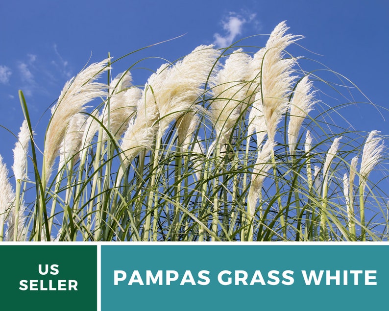 Pampas Grass, White 100 Seeds Heirloom Ornamental Grass Elegant and Airy White Plumes Cortaderia selloana image 7