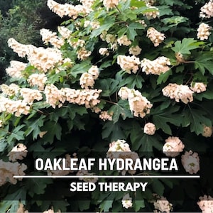 Oakleaf Hydrangea Seeds – Heirloom, Stunning White to Pink Blooms & Unique Foliage, Landscape Design Plant | 100 Seeds