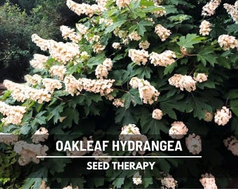 Oakleaf Hydrangea Seeds – Heirloom, Stunning White to Pink Blooms & Unique Foliage, Landscape Design Plant | 100 Seeds