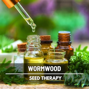 Wormwood Seeds – Heirloom Herb, Silver-Gray Foliage, Strong Aromatic Scent, Medicinal and Culinary Uses, Easy to Grow | 200 Seeds image 2