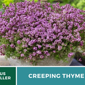 May include: A close-up of a potted creeping thyme plant with small, pink flowers. The plant is in a gray pot and the text "CREEPING THYME" is visible in the image.
