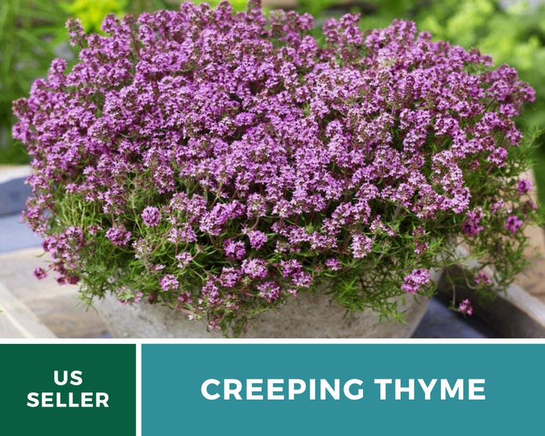May include: A close-up of a potted creeping thyme plant with small, pink flowers. The plant is in a gray pot and the text "CREEPING THYME" is visible in the image.