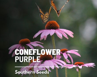 Coneflower, Purple (Echinacea) - 100 seeds - Heirloom Medicinal Herb -  Pollinator Flower (Echinacea purpurea)