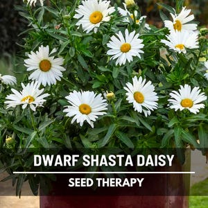 Dwarf Shasta Daisy Seeds – Heirloom Flower, Compact White Blooms & Easy to Grow, Perfect for Borders | 100 Seeds