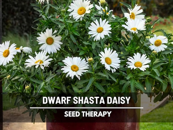 Dwarf Shasta Daisy Seeds – Heirloom Flower, Compact White Blooms & Easy to Grow, Perfect for Borders | 100 Seeds