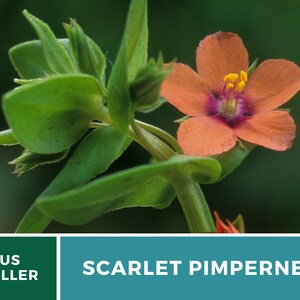 Pimpernel, Scarlet 100 Seeds Heirloom Flower Vibrant Scarlet Red Blooms that Spread Anagallis arvensis image 4