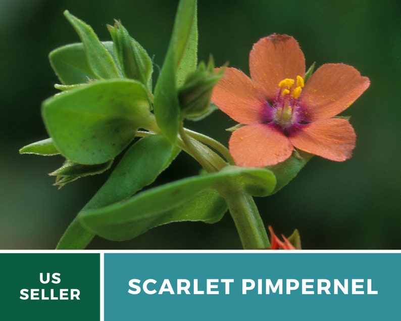 Pimpernel, Scarlet 100 Seeds Heirloom Flower Vibrant Scarlet Red Blooms that Spread Anagallis arvensis image 4