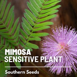 Mimosa, Sensitive Plant - 50 Seeds - Heirloom Flower, Rare Seeds, Moves with Physical Touch, Garden Gift (Mimosa pudica)