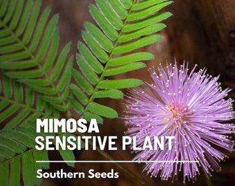 Mimosa, Sensitive Plant - 50 Seeds - Heirloom Flower, Rare Seeds, Moves with Physical Touch, Garden Gift (Mimosa pudica)