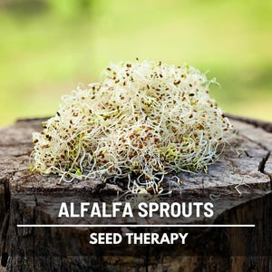 Alfalfa Sprouting Seeds – Heirloom, Quick & Easy to Grow, Mild Nutty Flavor, Grow Sprouts or Full Plant, Perfect for Sprouting at Home