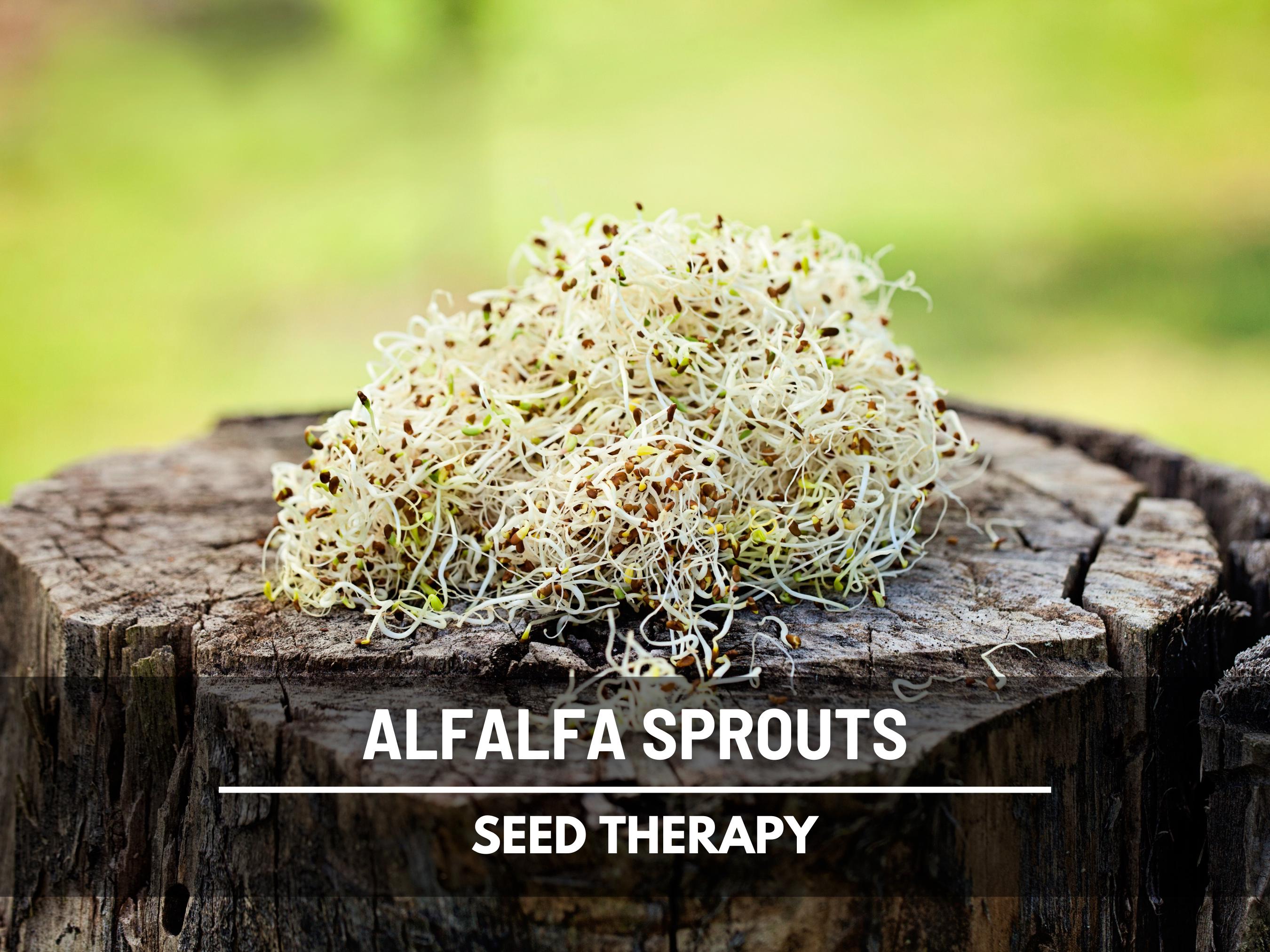 Alfalfa Sprout  500 Seeds