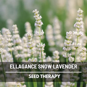 May include: Close-up of white Ellagance Snow Lavender flowers in a field. The image has a soft focus with a green background. The text "Ellagance Snow Lavender" and "Seed Therapy" is displayed at the bottom.