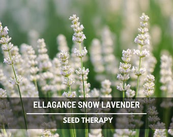 Puede incluir: Primer plano de flores blancas de lavanda Ellagance Snow en un campo. La imagen tiene un enfoque suave con un fondo verde. El texto "Ellagance Snow Lavender" y "Seed Therapy" se muestra en la parte inferior.
