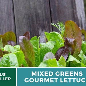 May include: A close-up of a variety of fresh mixed greens, including green and burgundy lettuce leaves. The text "MIXED GREENS GOURMET LETTUCE" is displayed on a teal background. The background is a weathered wooden surface.