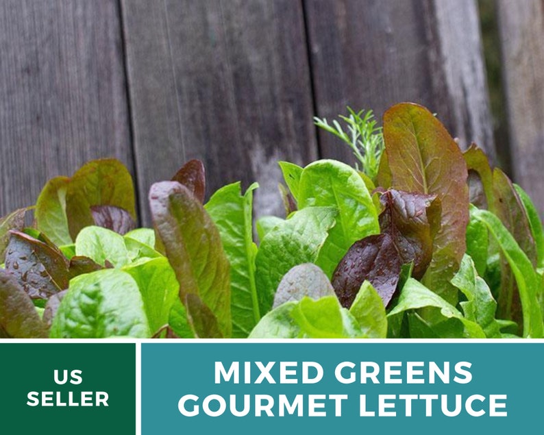 May include: A close-up of a variety of fresh mixed greens, including green and burgundy lettuce leaves. The text "MIXED GREENS GOURMET LETTUCE" is displayed on a teal background. The background is a weathered wooden surface.