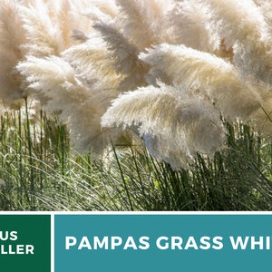 Pampas Grass, White 100 Seeds Heirloom Ornamental Grass Elegant and Airy White Plumes Cortaderia selloana image 6