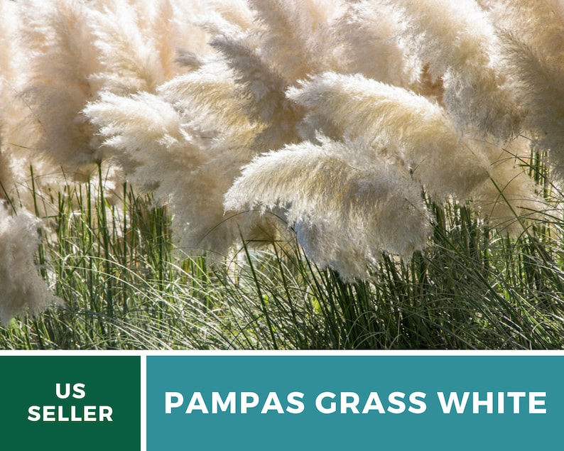 Pampas Grass, White 100 Seeds Heirloom Ornamental Grass Elegant and Airy White Plumes Cortaderia selloana image 6