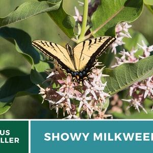 May include: A yellow and black butterfly perched on a cluster of pink Showy Milkweed flowers. The plant has green leaves and a brown stem. The text "SHOWY MILKWEED" is displayed on a teal background.