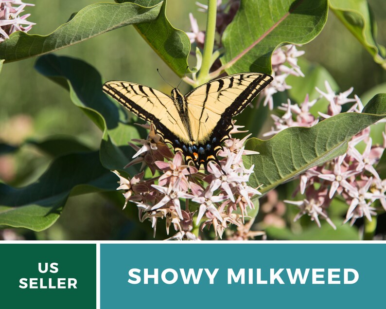 May include: A yellow and black butterfly perched on a cluster of pink Showy Milkweed flowers. The plant has green leaves and a brown stem. The text "SHOWY MILKWEED" is displayed on a teal background.
