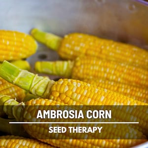 Ambrosia Corn cobs with husks partially peeled back – Seed Therapy