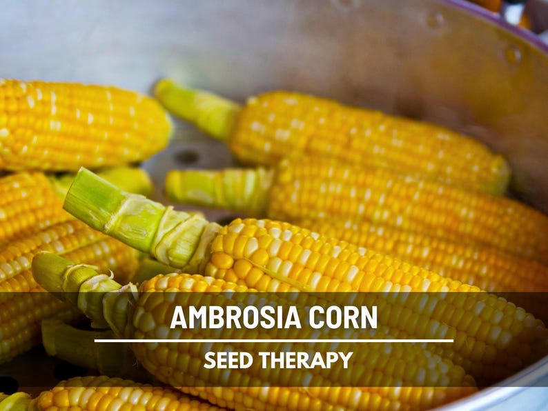 Ambrosia Corn cobs with husks partially peeled back – Seed Therapy