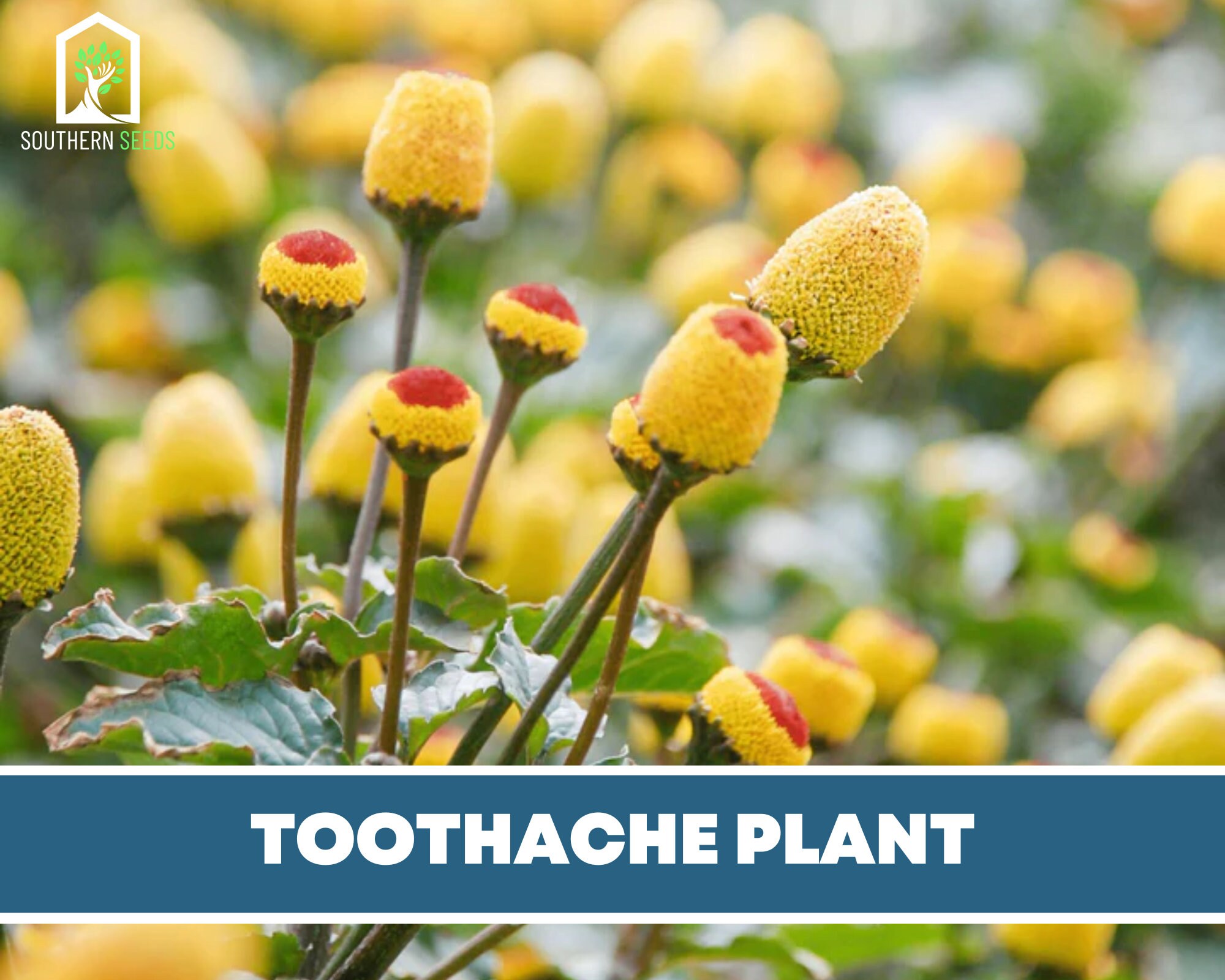 Toothache Seeds Heirloom Herb acmella Oleracea - Etsy