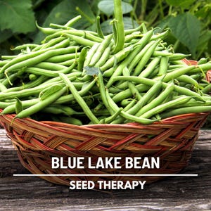 Blue Lake Pole Bean Seeds – Heirloom, Easy to Grow, Best for Canning (50 Seeds)