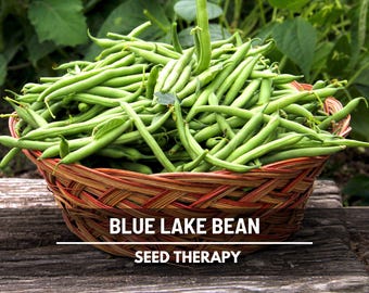 Blue Lake Pole Bean Seeds – Heirloom, Easy to Grow, Best for Canning (50 Seeds)