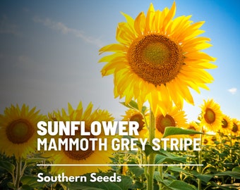 Sunflower, Mammoth Grey Stripe - 50 Seeds - Heirloom Flower, Medicinal & Culinary Plant, Large Blooms, Garden Gift (Helianthus annuus)