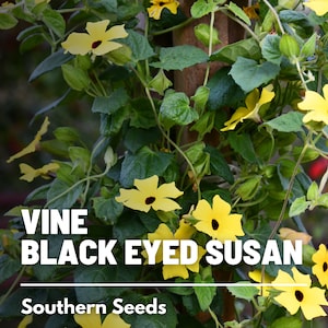 Black-Eyed Susan, VINE mix - 50 Seeds - Heirloom Flower - Colorful Climbing Vines (Thunbergia alata)